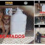 FISCALÍA EDOMÉX RESCATA 9 CANINOS QUE SUFRÍAN SUPUESTO MALTRATO ANIMAL EN LOS MUNICIPIOS DE TOLUCA Y OTZOLOTEPEC