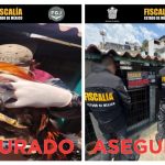 ELEMENTOS DE LA FISCALÍA DEL EDOMÉX RESCATAN AVES DE CORRAL DE DOS PREDIOS UBICADOS EN EL MUNICIPIO DE TLALNEPANTLA