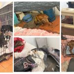 Investigan maltrato animal en veterinaria de Ciudad Azteca